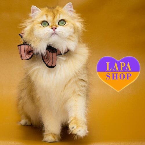 British Kitty in a Golden Fur Coat Rachel