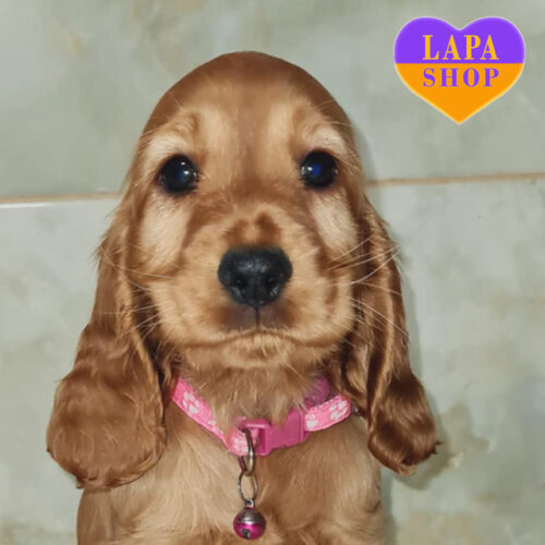 Дівчинка породи англійський кокер-спанієль Рада рудого забарвлення