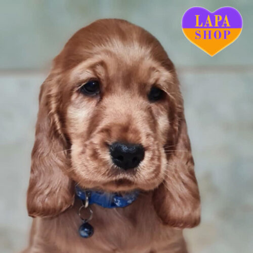 Рудий хлопчик англійський кокер-спанієль Ромео