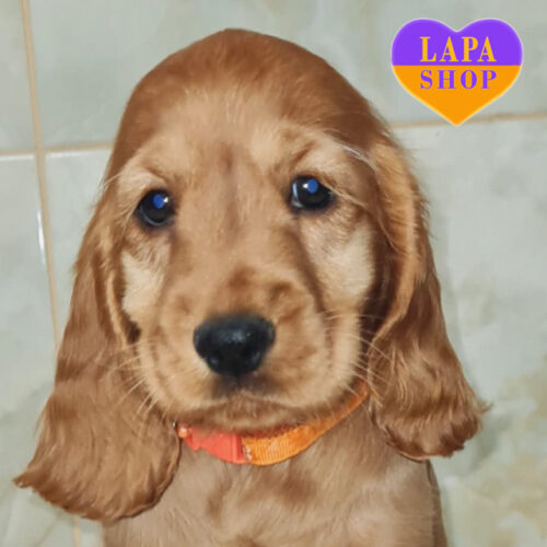 Руда красуня породи англійський кокер-спанієль Рубі