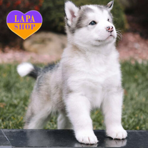 Semian – милая красавица породы аляскинский маламут