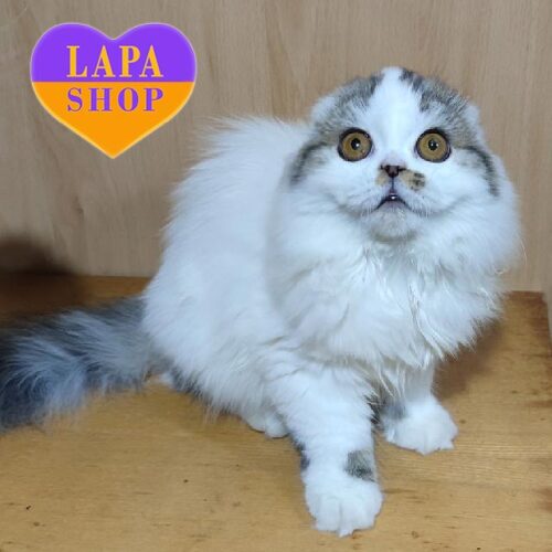 Very Beautiful Scottish Longhair Kitty With Gorgeous Big Eyes