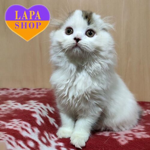 Малыш — любопытный и очень ласковый шотландский вислоухий котенок