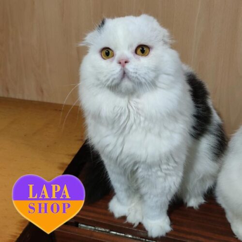 Роскошный шотландский котик Панда, который любит поесть — ваш будущий любимец