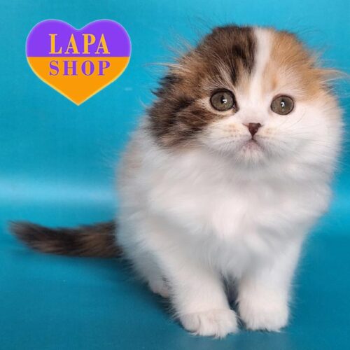 Vivian — грациозная вислоухая шотландская красавица в роскошной шубке