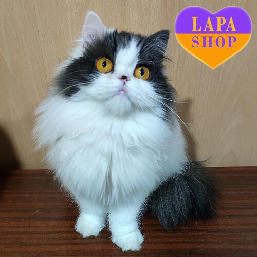 Очень игривая шотландская длинношерстная кошечка с огромными глазами