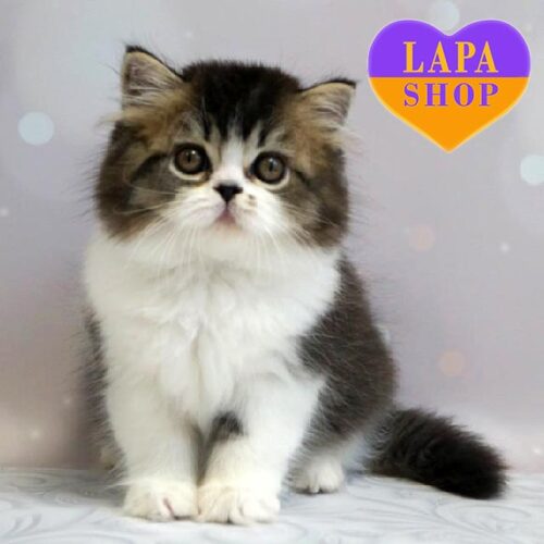 Zorian — шотландский длинношерстный красавчик в роскошной шубке