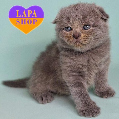 Bentley — милый вислоухий шотландский котенок с бархатной голубой шерсткой