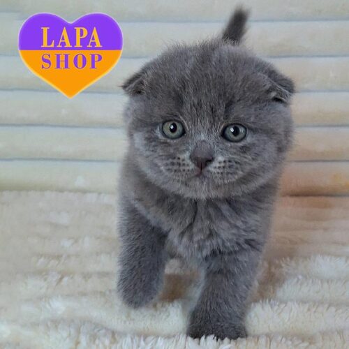 Вислоухий шотландский красавчик Bourbon