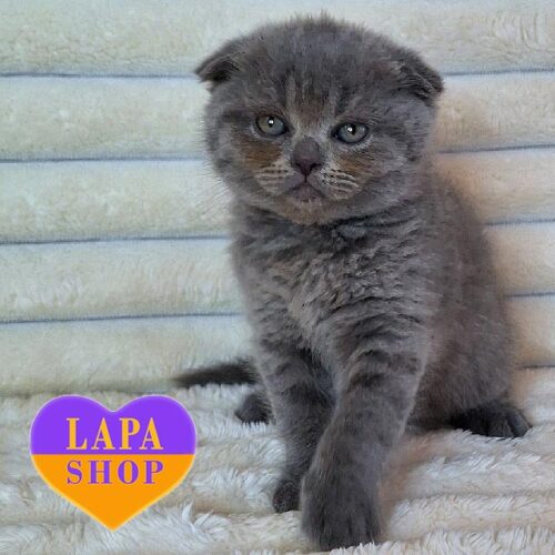 Очаровательный вислоухый шотландскый котенок голубой окраса Brooklyn