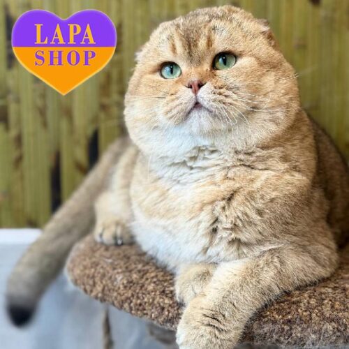 Bruklin — розкішний висловухий шотландський котик-чемпіон WCF в шоколадно-золотій шубці