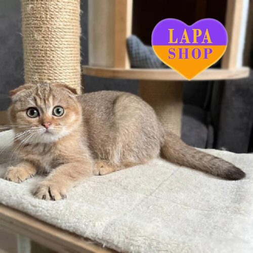 Hennessy — вислоухий шотландский красавчик шоколадно-золотого окраса