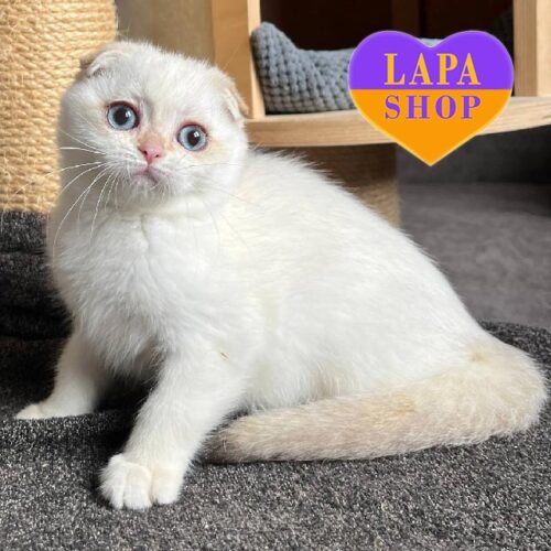 Holli — изящная вислоухая шотландская кошечка