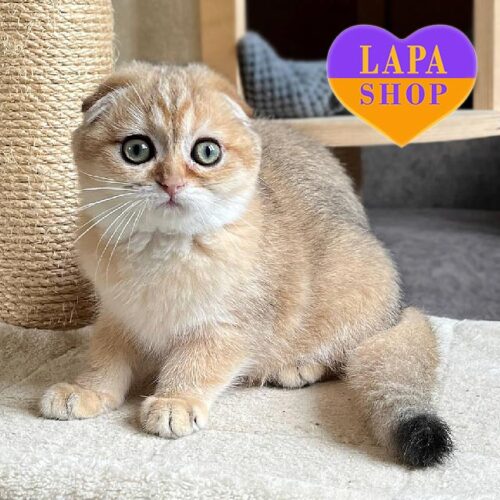 Вислоухая шотландская кошечка в золотой шубке Honey