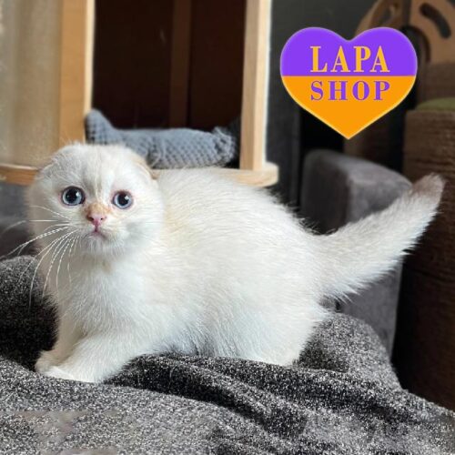 Очаровательный вислоухий шотландский котенок нежного окраса Ice Cream