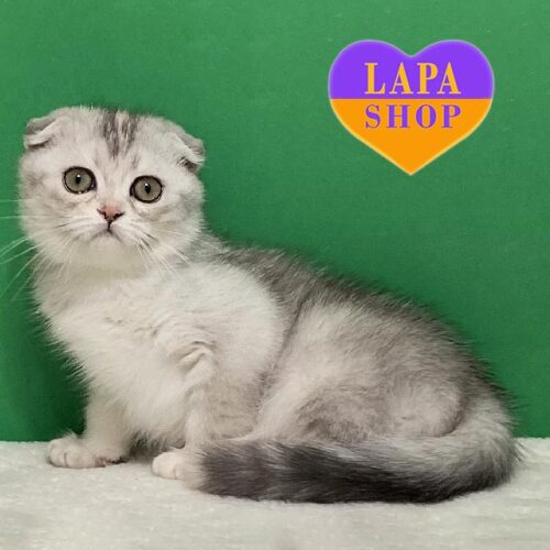 Iriska — элегантная вислоухая шотландская красавица