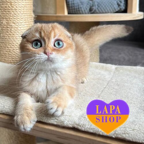 Ivona — милая вислоухая шотландская кошечка шоколадно-золотого окраса