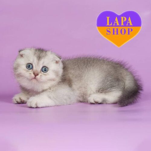 Мила шотландська висловуха шотландська кішечка Kendy — ваша майбутня улюблениця