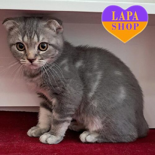 Вислоухий красавчик Маркус – ваш будущий любимец