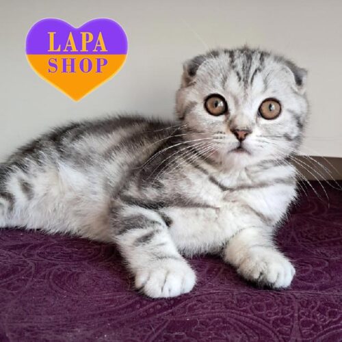 Плюшка — милая вислоухая шотландская кошечка