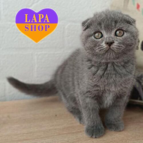 Queen — мила висловуха шотландська кішечка