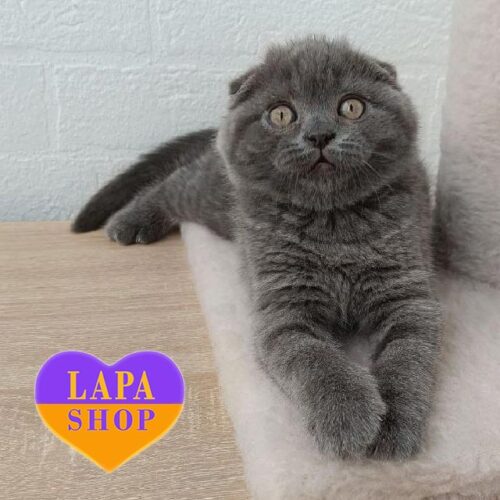 Висловуха шотландська красуня Quincy