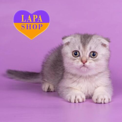 Очаровательный вислоухий джентльмен Роnchik