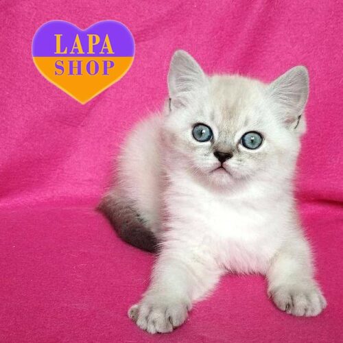 Barbie is a Playful Scottish Beauty With Blue Eyes