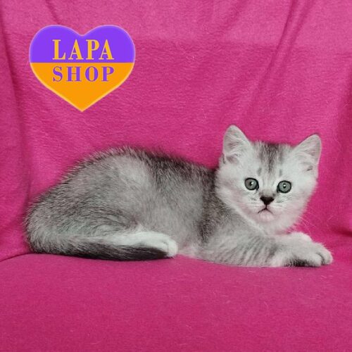 Лагідне шотландське кошеня сріблястого забарвлення Бісквіт