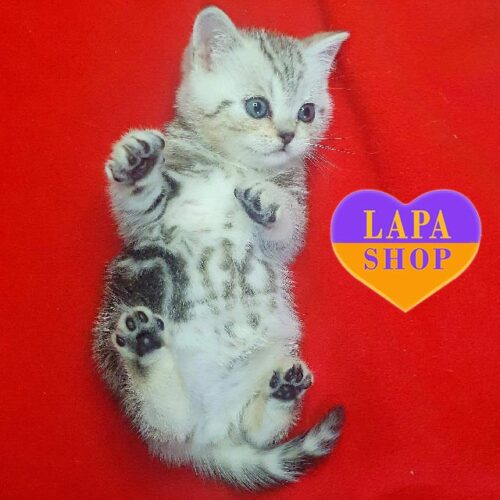 Figlio — миле шотландське кошеня в мармурово-сріблястій шубці