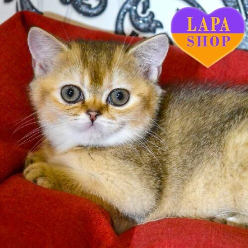 Шотландская красавица с уникальным окрасом Guli