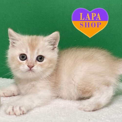 Ian — милый шотландский котенок роскошного окраса