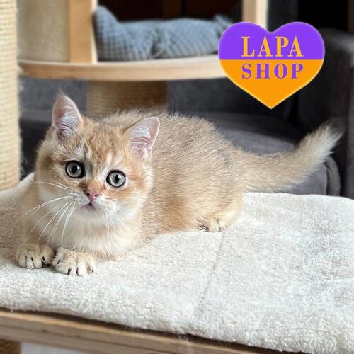 Шотландский красавчик в золотой шубке Iris