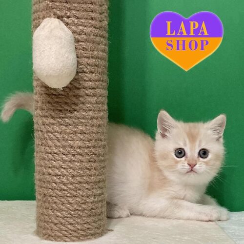 Шотландский красавчик нежного окраса Ivan