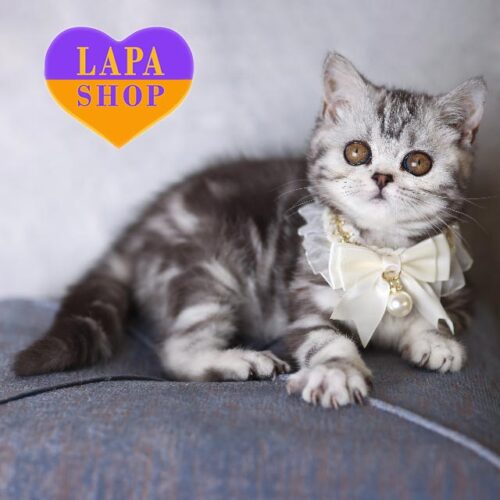 May — изящная шотландская красавица в серебристо-мраморной шубке