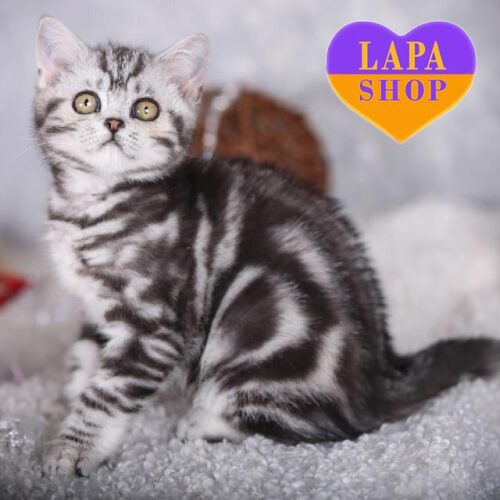 Милый шотландский котенок в мраморной шубке Moor