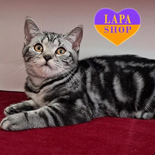 Оникс — очаровательный шотландский котенок серебристо-мраморного окраса