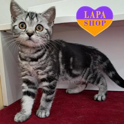 Серебристо-мраморный шотландский красавчик Парис