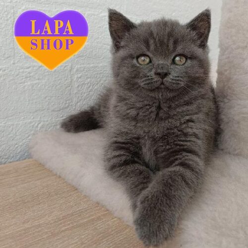 Шотландська кішечка блакитного забарвлення Quill — ваша майбутня улюблениця