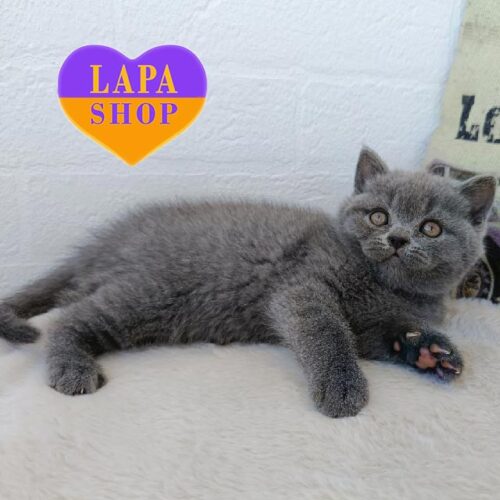 Rosalie — шотландська красуня із витонченим блакитним забарвленням