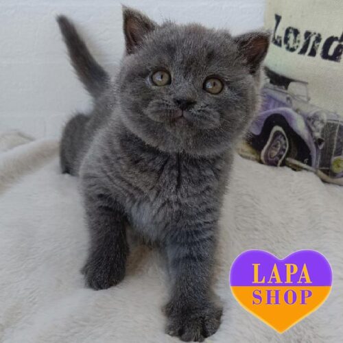 Граційна шотландська кішечка в блакитній шубці Rosy