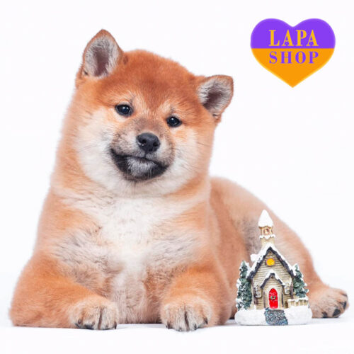 Харизматичний хлопчик породи шиба-іну рудого забарвлення