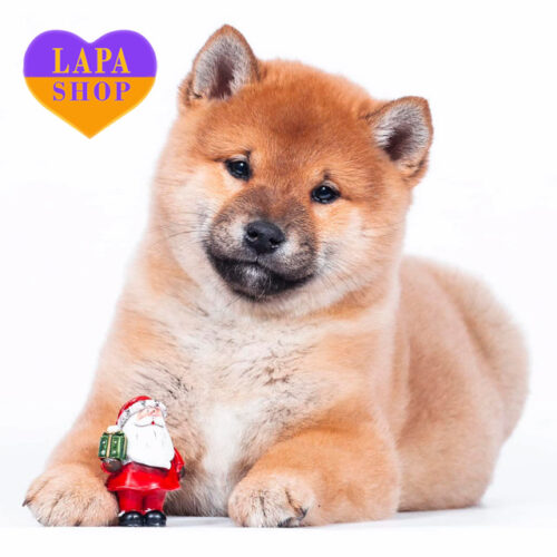 Граційний джентельмен породи шиба-іну — ваш майбутній улюбленець