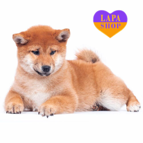 Руда красуня породи шиба-іну