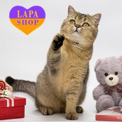 Shon is a Cute Scottish Cat