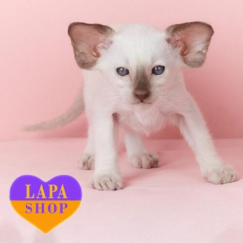 Очаровательный сиамский котенок нежного окраса Yanis