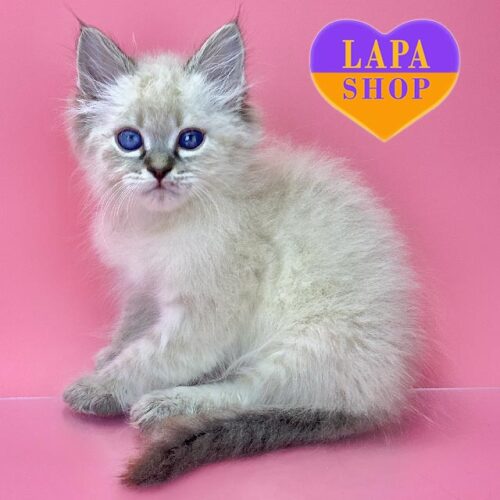 Невский маскарадный красавчик с роскошными синими глазками Neville