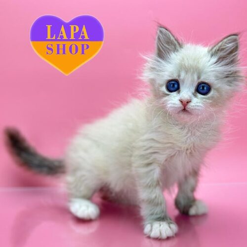 Nordic — милый невский маскарадный котенок