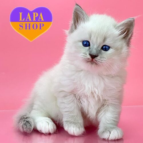 Очаровательный невский маскарадный котенок Oliver