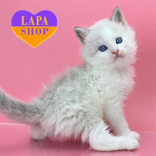 Orest — изящный голубоглазый невский маскарадный котенок